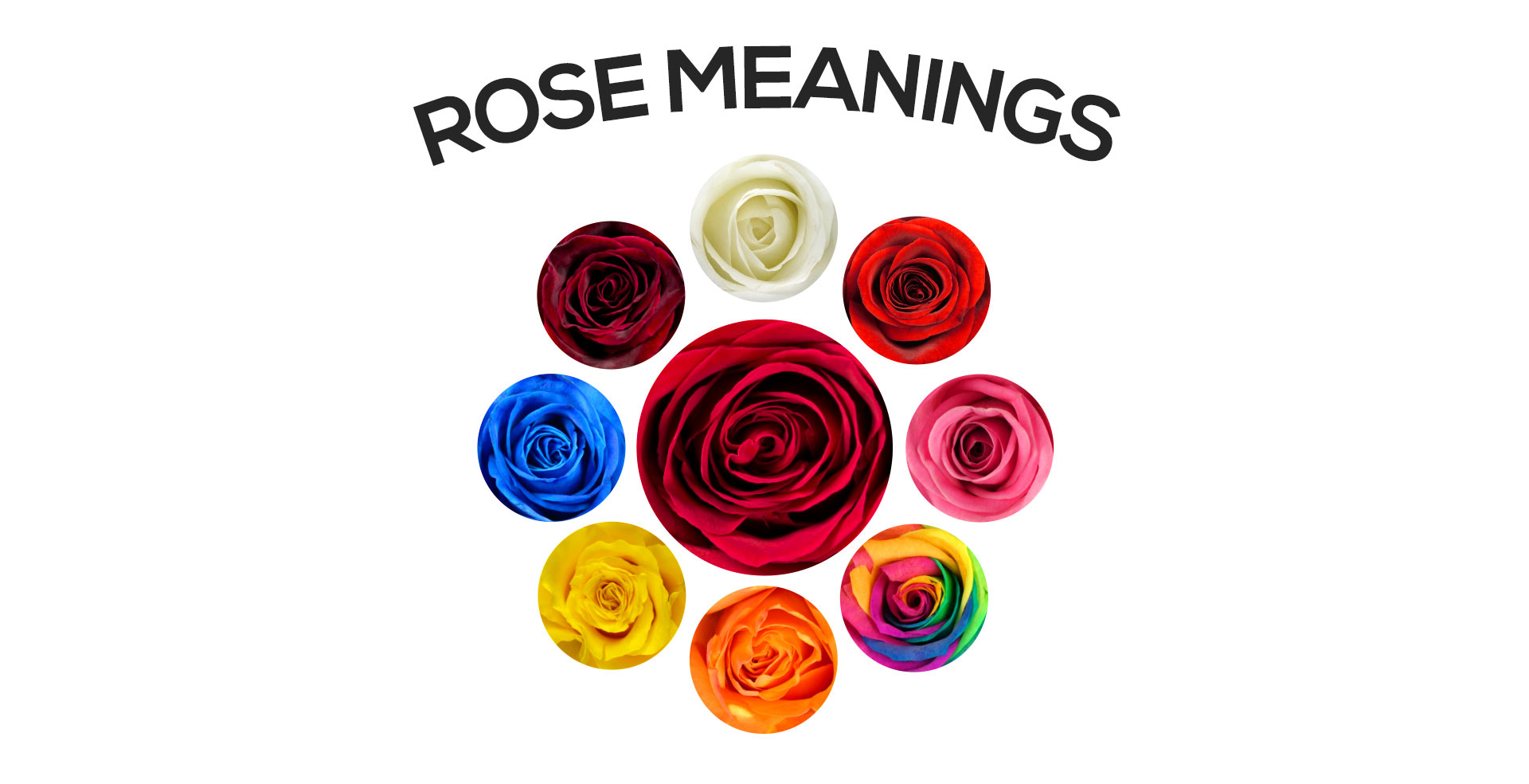 The meaning and symbolism behind different rose colours