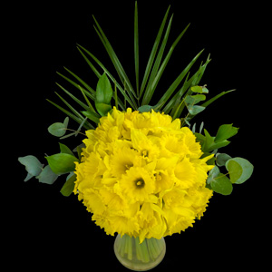 Bouquet of 40 Luxury Daffodils!