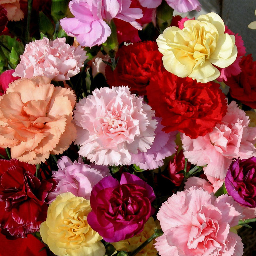 Classic Bouquet of Carnations