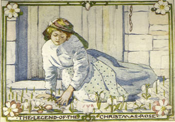 The Christmas Rose Story!