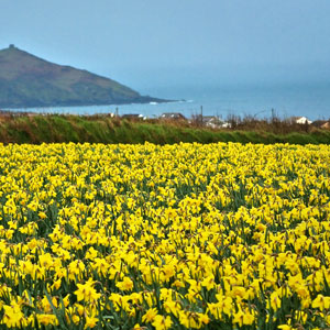 Daffodils