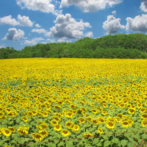 Fields of Sunflowers