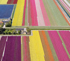 Fields of Tulips
