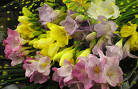 Close up of our Freesia Bouquet
