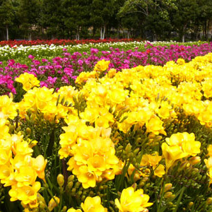 An example of beautiful fragrant fresias!