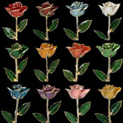 6 x 17Inch Gold Trimmed roses. New colour every other month