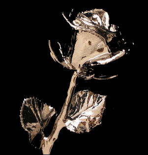 A Single Platinum dipped Rose