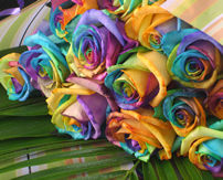 Close up of some Happy Roses