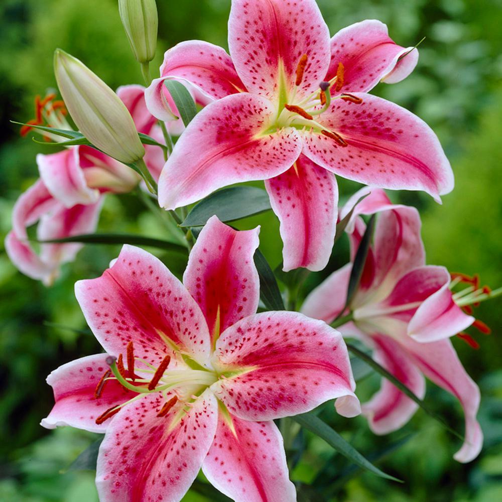 Close up of a Lily!
