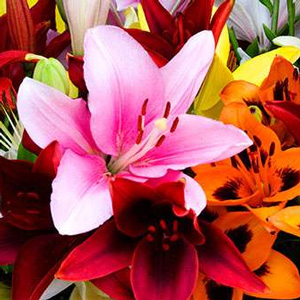 Close up of lilies