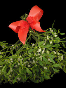 Christmas Mistletoe fresh from the famous tenbury wells mistletoe auction