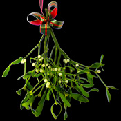 A Bunch of Mistletoe ready to hang with a Christmas Bow