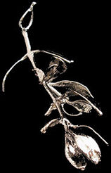 Platinum Mistletoe from the Platinum Mistletoe Society!
