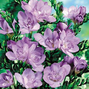 A Bouquet of 100 Classic Lilac Fragrant Freesias