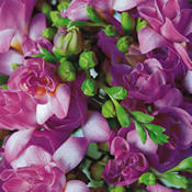A Bouquet of 20 Classic Pink Fragrant Freesias