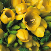 A Bouquet of 80 Classic Yellow Fragrant Freesias