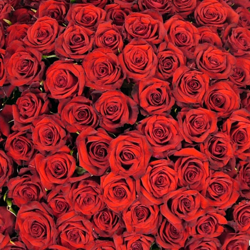 999 Luxury Roses in the colours of your choice