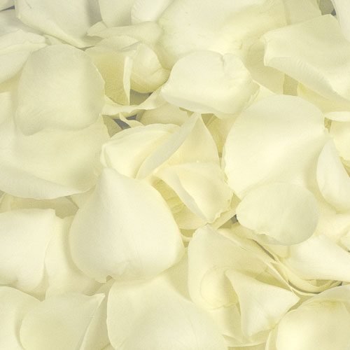 5 Jugs of Fresh White Rose Petals