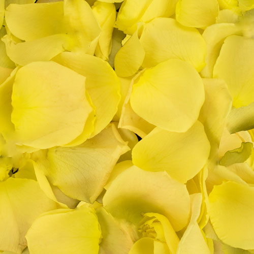 9 Jugs of Fresh Yellow Rose Petals