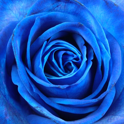 Send A Single Blue Rose Buy A Single Blue Rose Post A Single Blue Rose