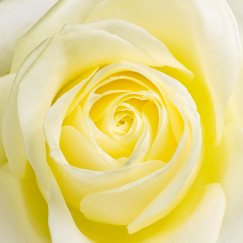 Blue Rose Buy Blue Roses Order Blue Roses Post Blue Roses