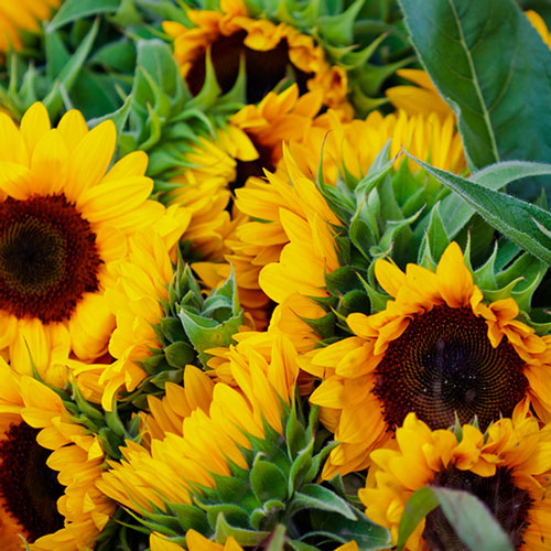 Sunflower Delivery Send Sunflowers Buy Sunflowers Post Sunflowers
