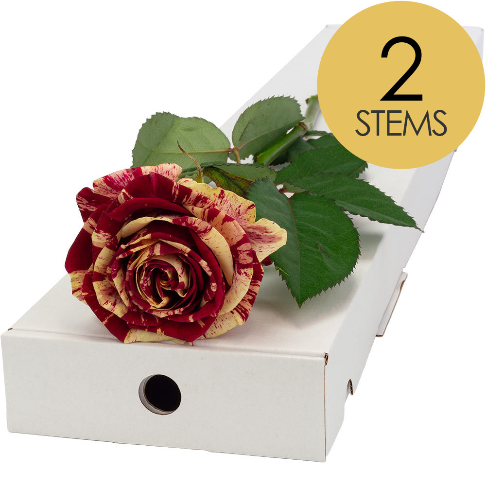 2 Letterbox Harlequin Roses
