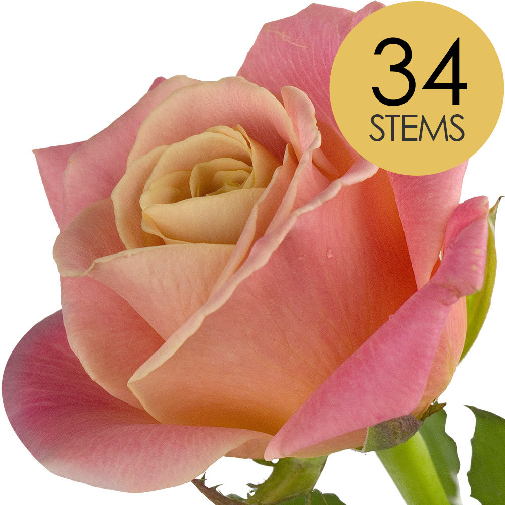 34 Peach Roses