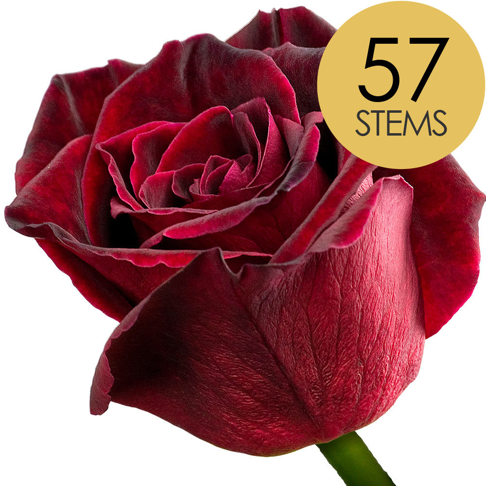 57 Black Baccara Roses