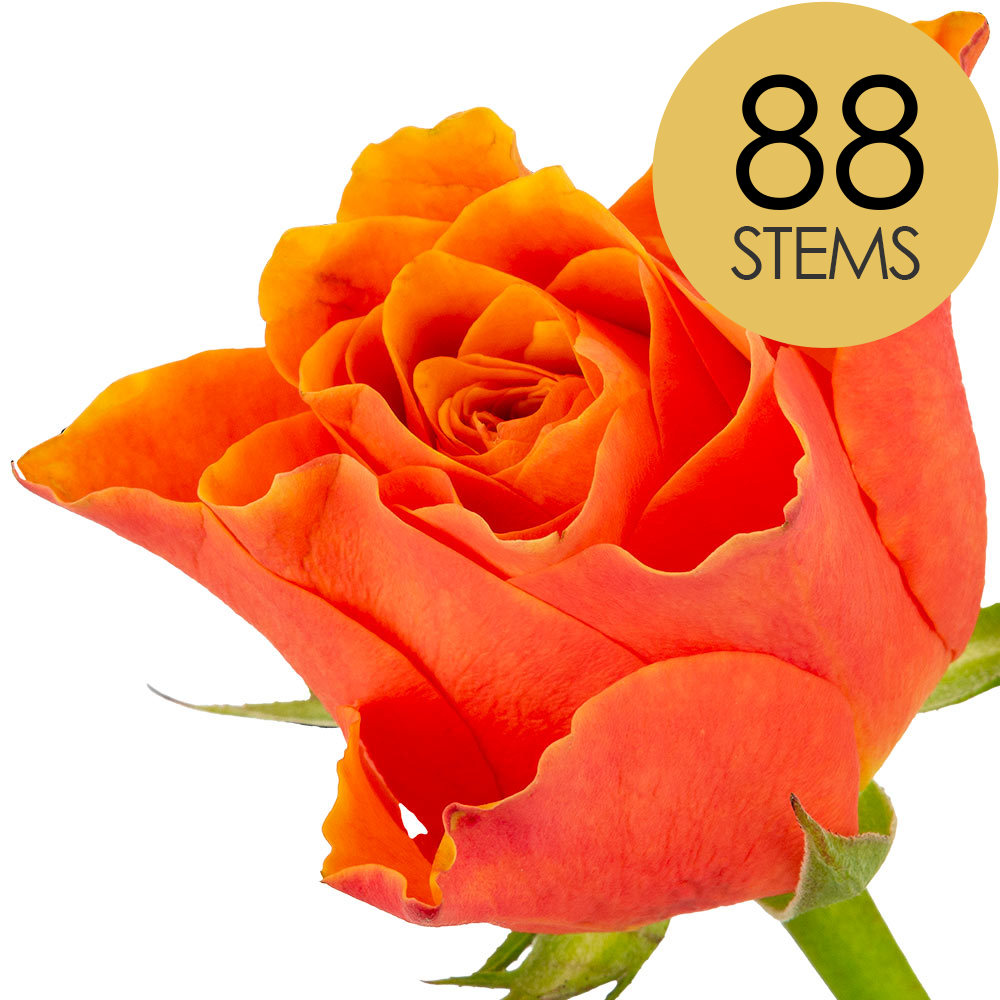88 Orange Roses