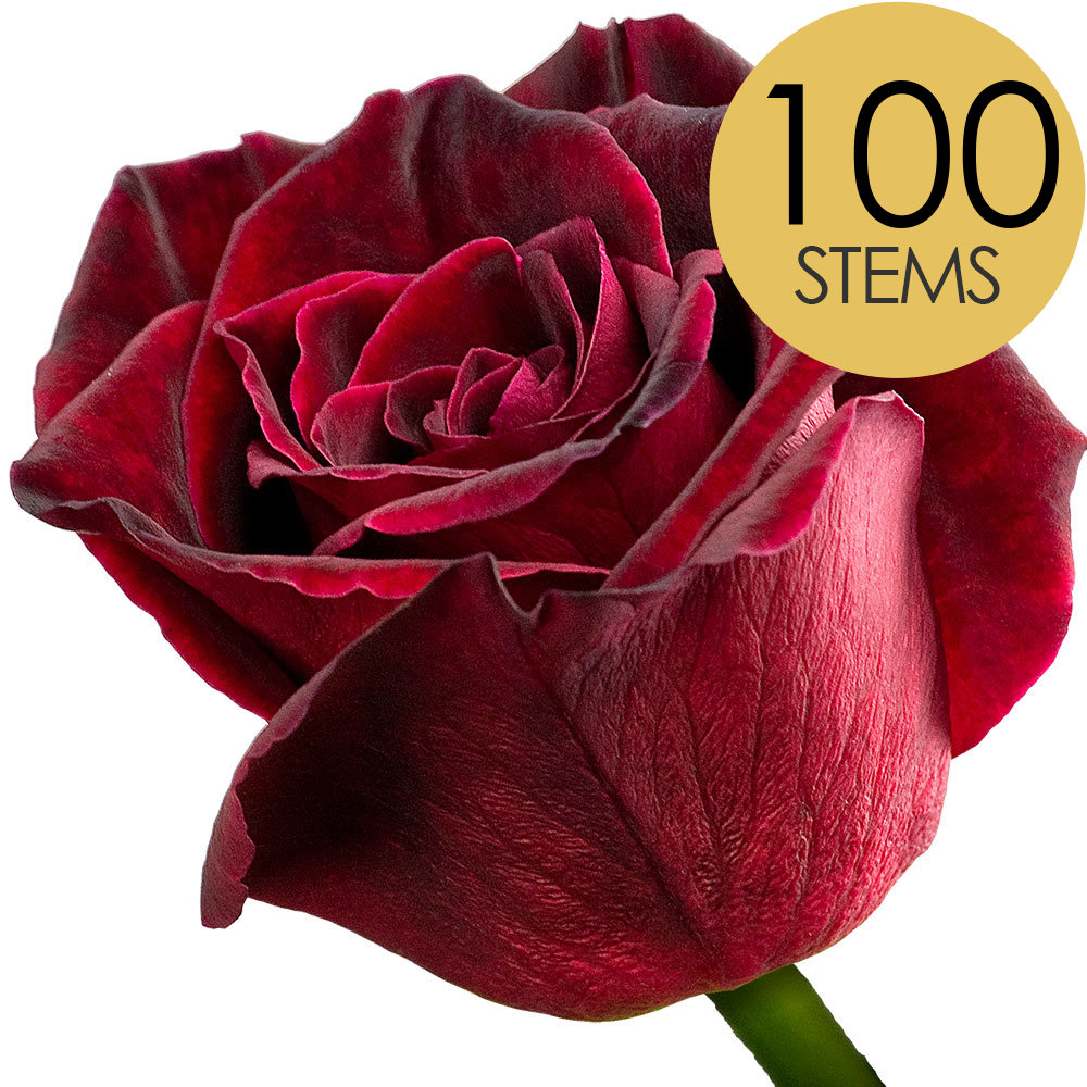 100 Black Baccara Roses