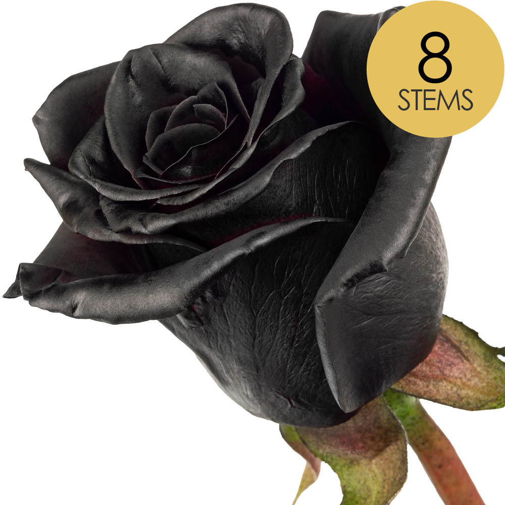8 Black (Painted) Roses
