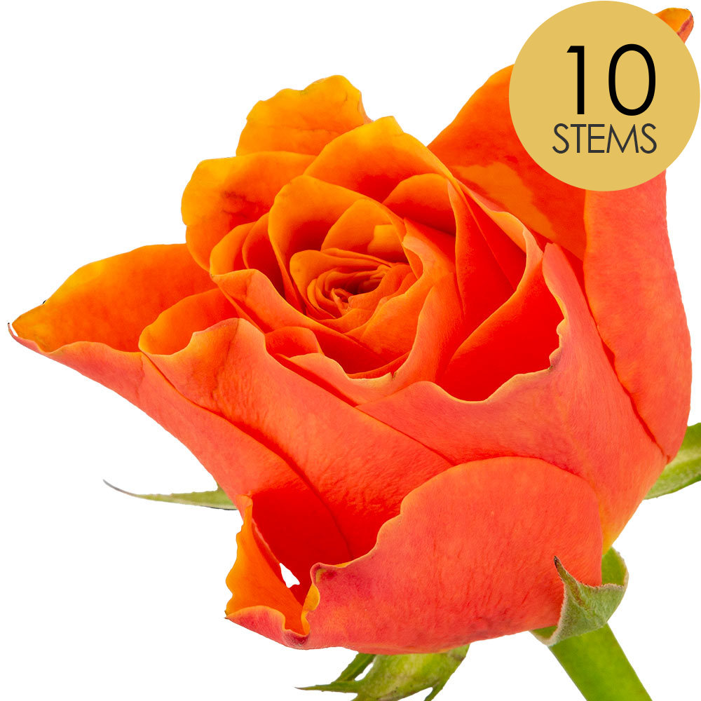 10 Orange Roses
