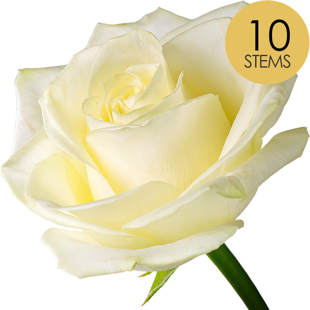 10 White (Avalanche) Roses