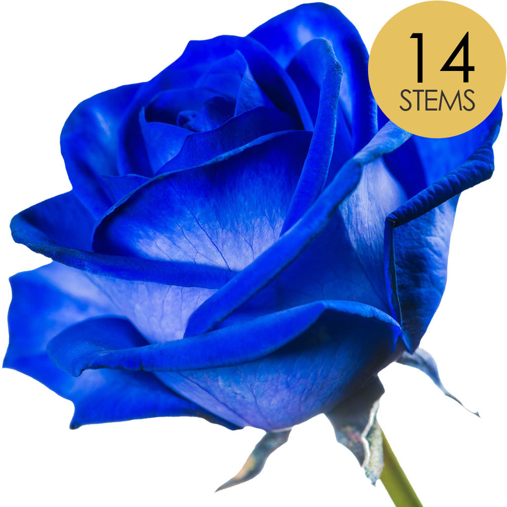 14 Blue (Dyed) Roses