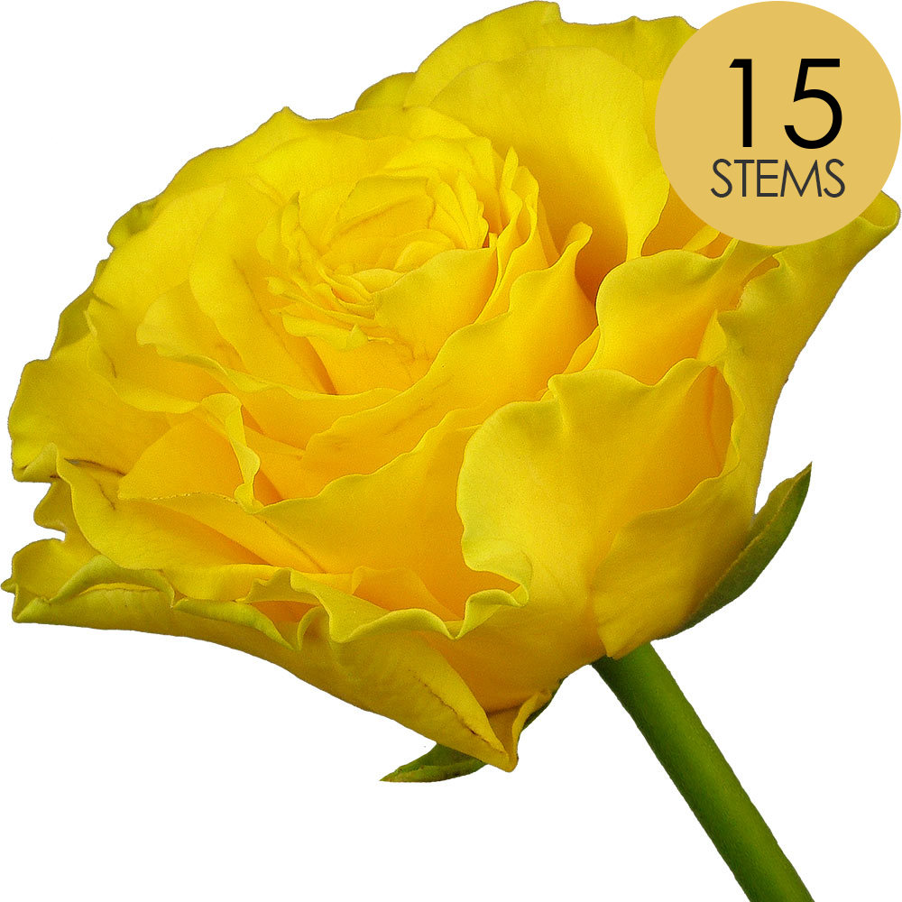15 Yellow Roses