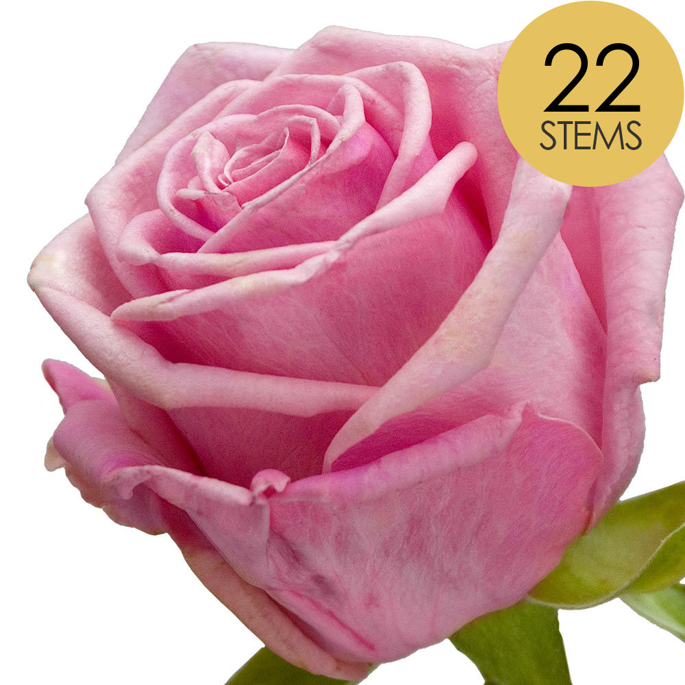 22 Pink Roses