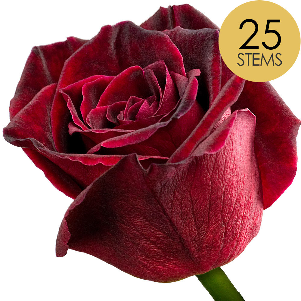 25 Black Baccara Roses