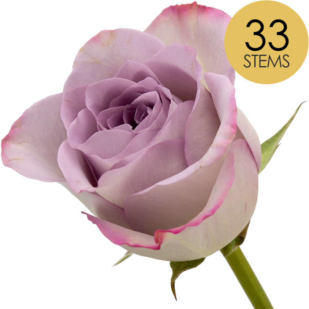 33 Lilac Roses