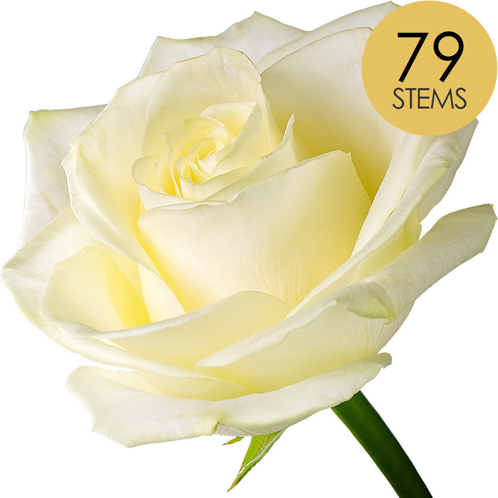 79 White (Avalanche) Roses