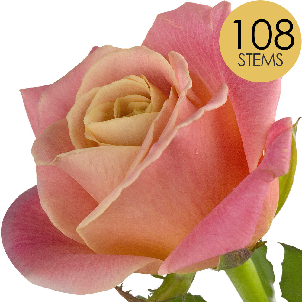 108 Peach Roses