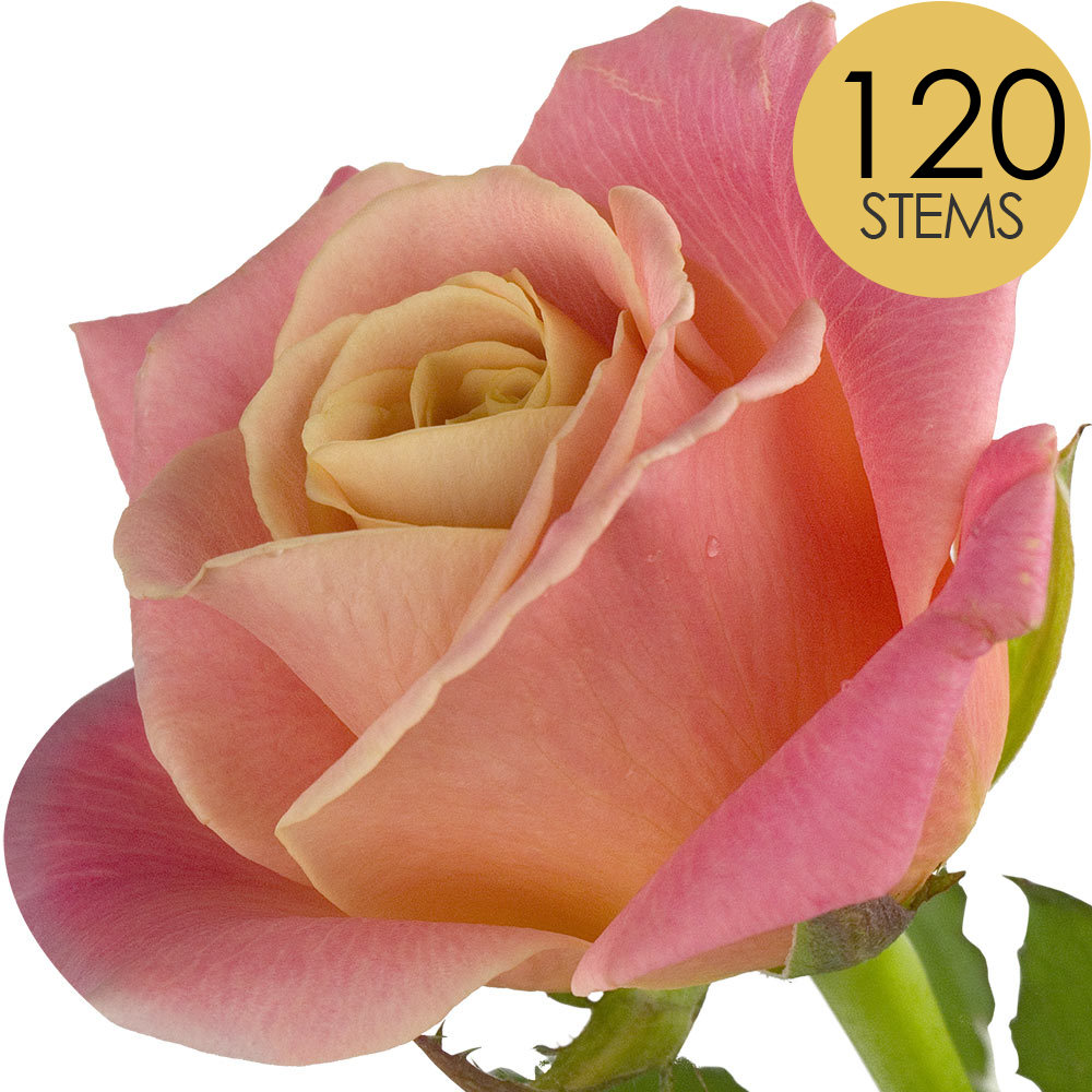 120 Bulk Peach Roses