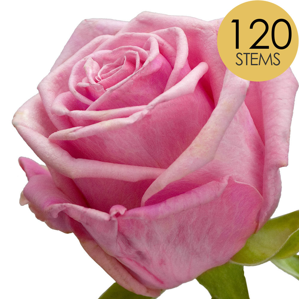 120 Bulk Pink Roses