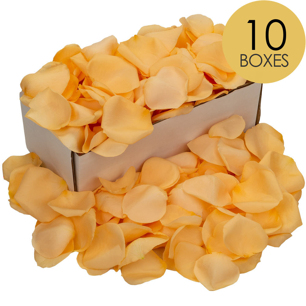10 Boxes of Peach Rose Petals