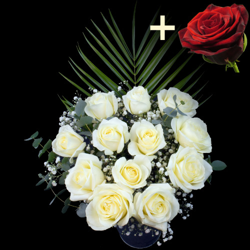 11 White Roses and a Grand Prix Rose