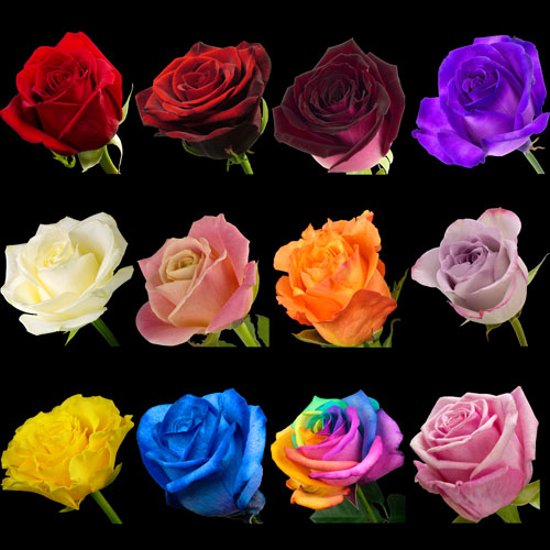Year of Single Roses sent every month