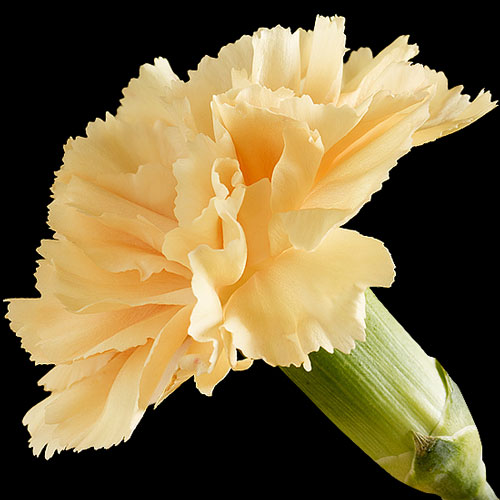 Carnation Delivery Send Carnations Buy Carnations Post Carnations