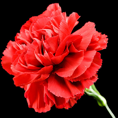 Carnation Delivery Send Carnations Buy Carnations Post Carnations