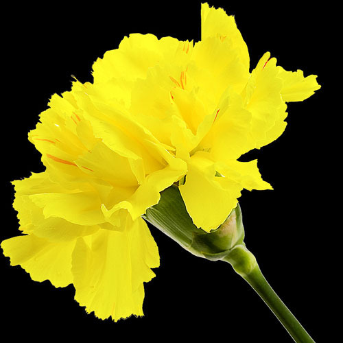 Carnation Delivery Send Carnations Buy Carnations Post Carnations