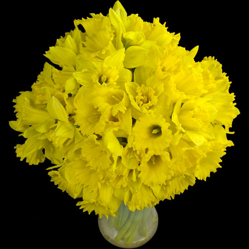 A Bouquet of 60 Daffodils